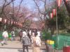 003 Sakura time in Ueno park