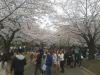 039 Yoyogi blossom watchers